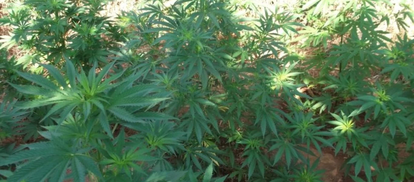 Λαμία: Ξεριζώθηκε τεράστια φυτεία χασίς με περισσότερα από 2.000 δέντρα